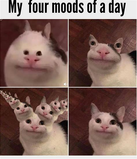 polite cat meme